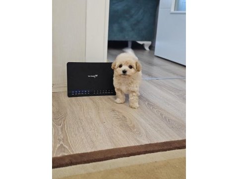Maltipoo yavrularımın iddiasına bir bakın