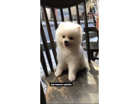 7 aylık pomeranian erkek