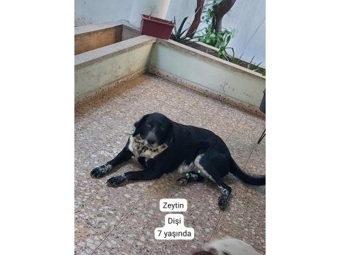 Köpeklerimize beraber yaşayacak aile arıyoruz