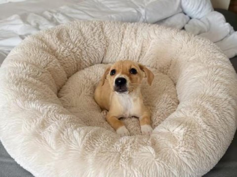 Jack russell pinscher melezi yavru