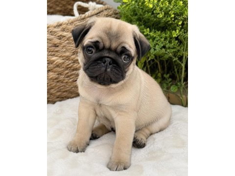Sağlıklı pug bebek