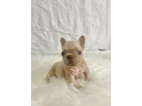 Renkli gözlü ırk garantili french bulldog yavrularım