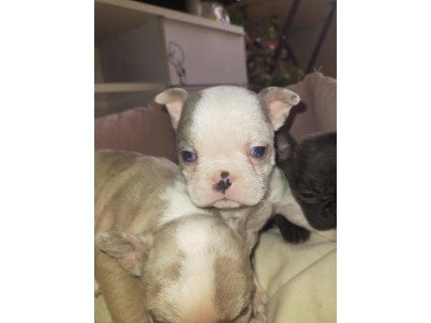 9 ekim doğumlu french bulldog maviş bebekler