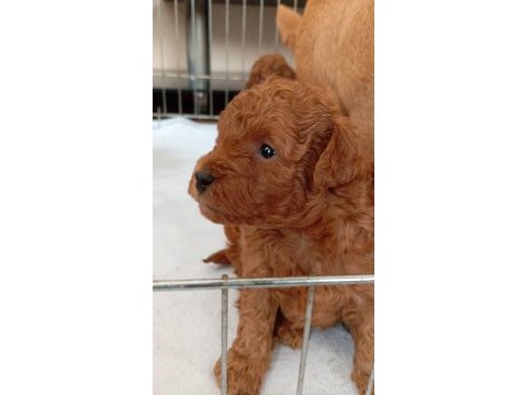 Erkek minyatür poodle