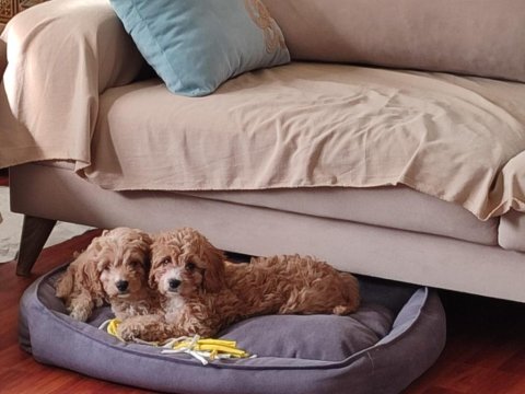 Antialerjenik tüy dökmeyen cavapoo kızı