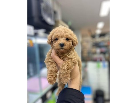 Irk garantili maltipoo yavruları