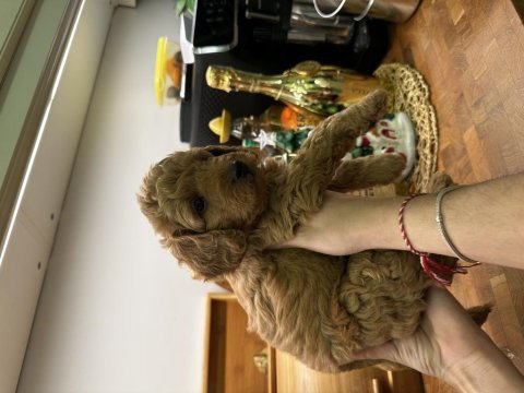 Harika red brown toy poodle