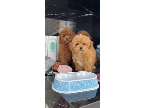 Toy poodle yavrum