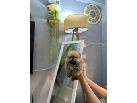 Pomeranian boo erkek ve dişi yavrularımız