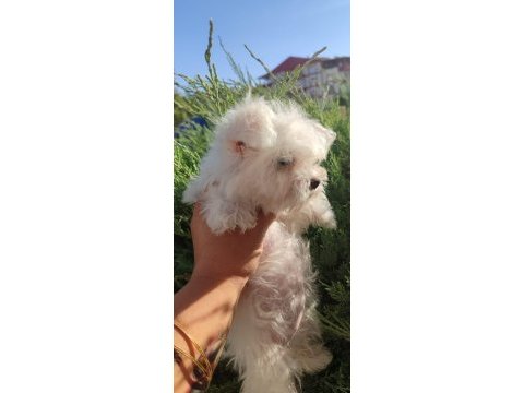 Büyümeyen kar beyaz minyatür maltese bebekler