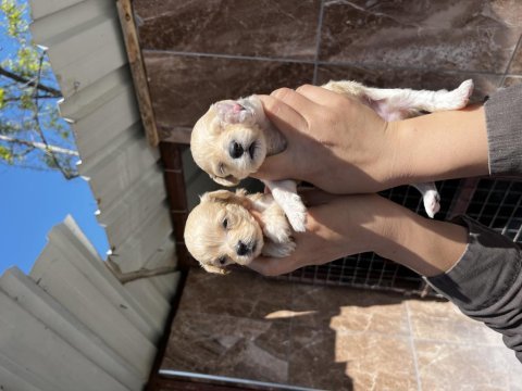 Maltipoo yavrularımız