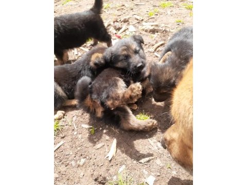 1.5 aylık saf yavru alman kurtları