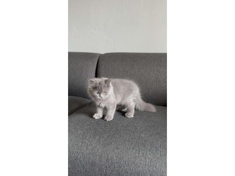 Gri british shorthair pofuduk yavrumuz yeni ailesini arıyor