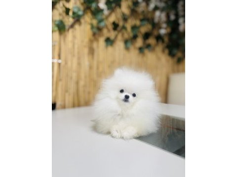 Show kalite pomeranian boo erkek yavru