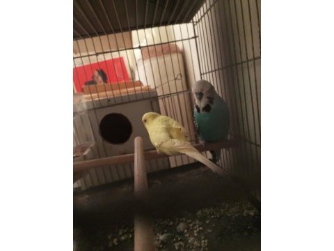 3 takım jumbo muhabbet kuşu sultan papağanı takas olur