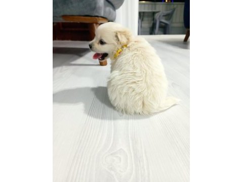 Yavrular yeni yuvalarını arıyor terrier