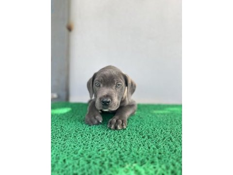 3 aylık cane corso yavrular