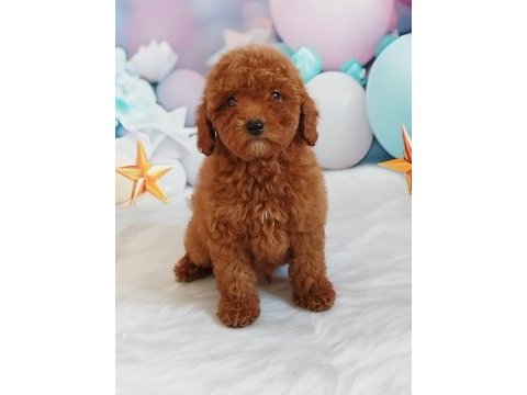 Red brown poodle yavrumuz