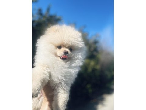 Ayı surat pomeranian boo erkek