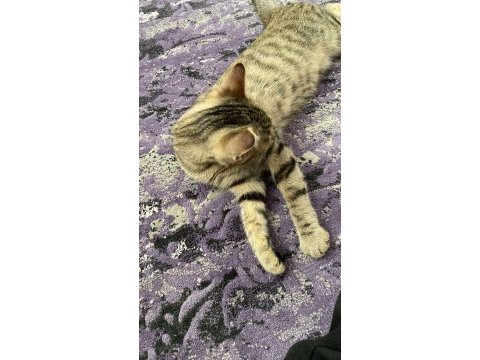 Minik bebeğe yuva tekir