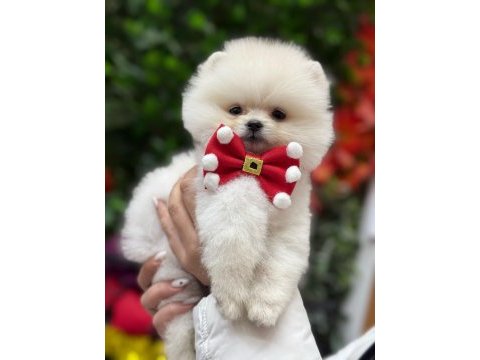 Pomeranian boo mini ayıcık yavrumuz