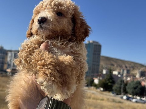 Wc eğitimli aşılı karneli maltipoo yavrularmız