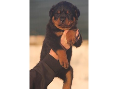 Fci şecereli rottweiler anne baba bebeklerimiz