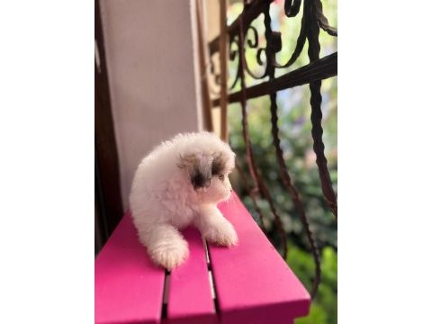 60 günlük orjinal maltese terrier