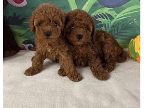 Ruhsatli köpek çiftliğinden toy poodle yavrularımız