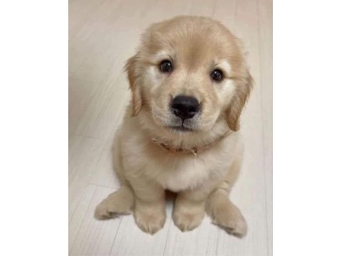 Bebek yüz golden retriever yavrular 2 aylık