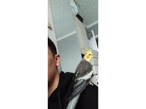 Evcil konuşan erkek sultan