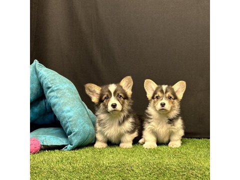 Pembroke welsh corgi yavruları - club k9 güvencesiyle