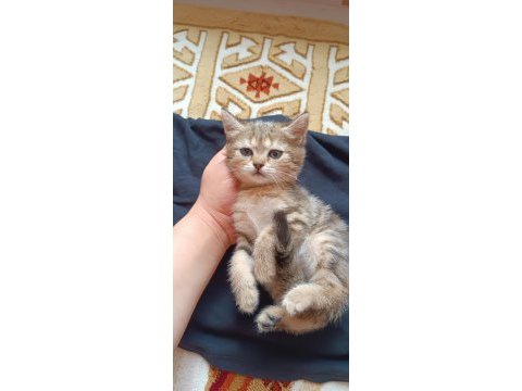 Acil uyguna safkan british shorthair silver