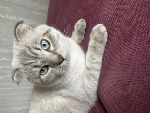 Scottish fold blue point shorthair erkek 7 aylık