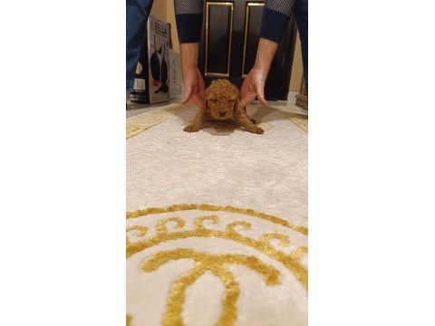 Kıvır kıvır toy poodle