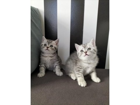 British shorthair silver tabby yavrular