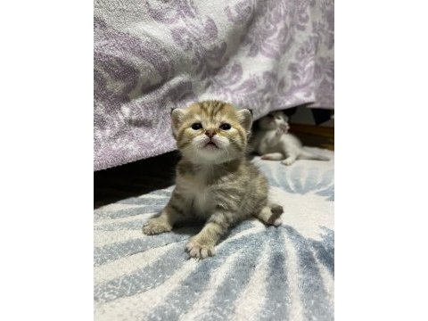 Uysal scottish fold
