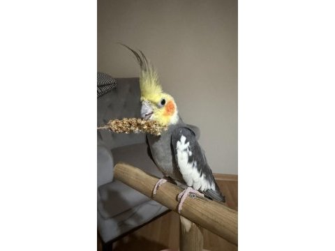Erkek 8 aylık sultan papağanı