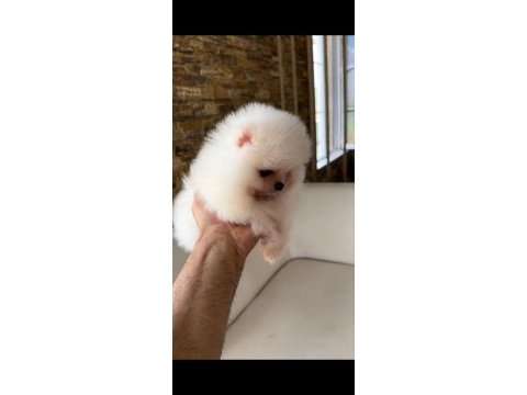 Kar beyaz pomeranian