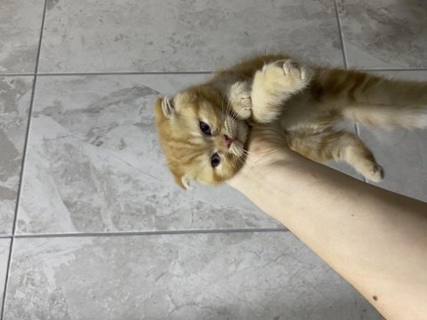Scottish fold yavrular