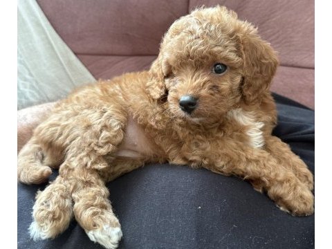 Maltipoo uavruları