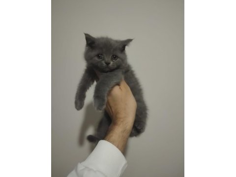 British shorthair yavrularımız