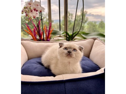 Oyuncu sağlıklı british longhair yavrularım teslime hazır