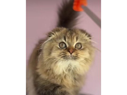 Highland scottish fold