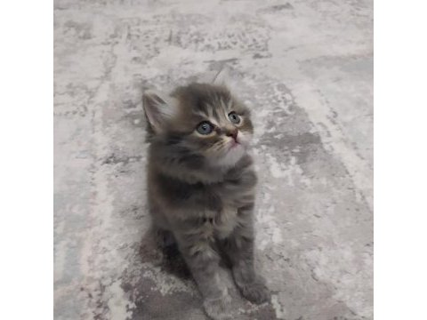 Sahiplendirme scottish fold