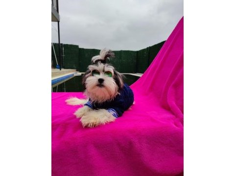 Türkiyede tek orjinal morkie