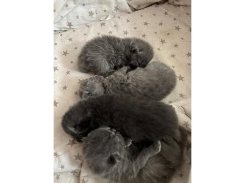 Masal gibi 4 scottish fold yavrumuz yeni yuvasını