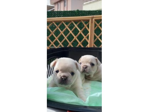 Balıkesir kaliteli french bulldog yavrular