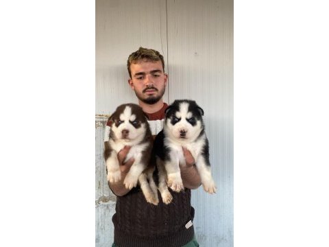 Her renk maskeli sibirya kurdu yavrularımız