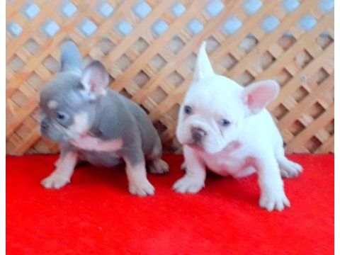Lilac and platınum dişi ve lilac tan quad french bulldog